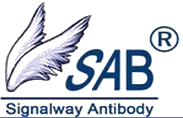 Signalway Antibody